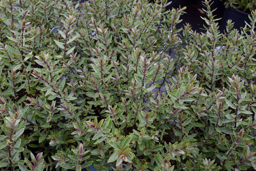 Hebe 'Champagne' ---